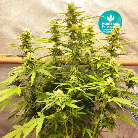 Cinderela 1 growlog timeline photo