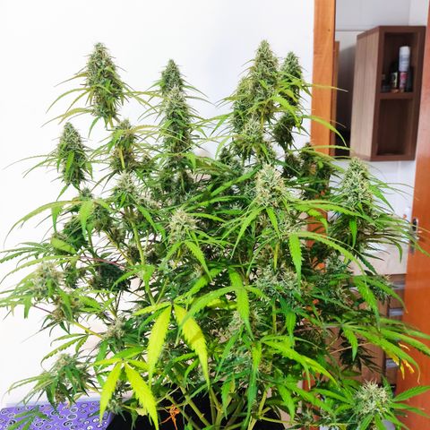 Cinderela 1 growlog timeline photo
