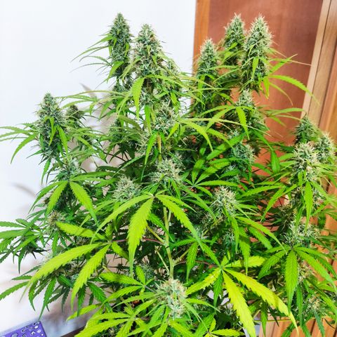 Cinderela 1 growlog timeline photo