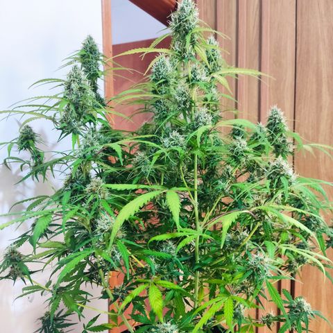Cinderela 1 growlog timeline photo