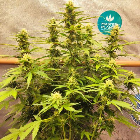 Cinderela 1 growlog timeline photo