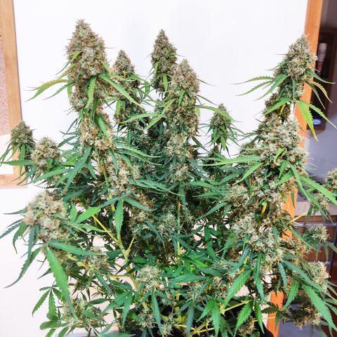 Cinderela 1 growlog timeline photo