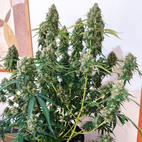 Cinderela 1 growlog timeline photo