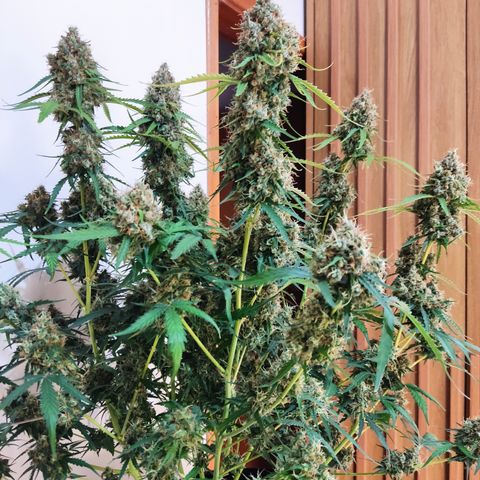Cinderela 1 growlog timeline photo