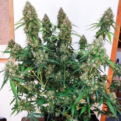 Cinderela 1 growlog timeline photo