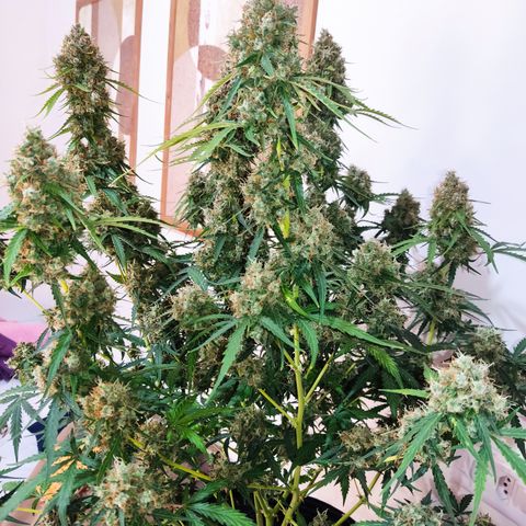 Cinderela 1 growlog timeline photo