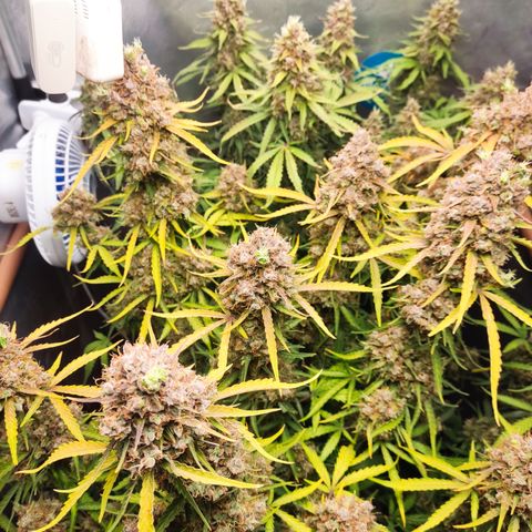 Cinderela 1 growlog timeline photo