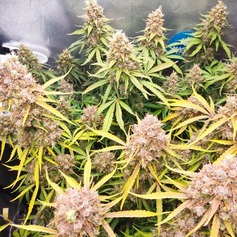 Cinderela 1 growlog timeline photo