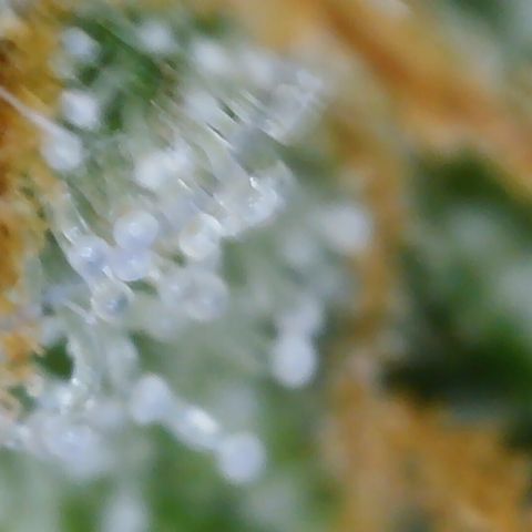 Cinderela 1 growlog timeline photo