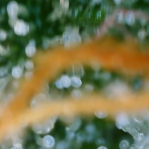 Cinderela 1 growlog timeline photo