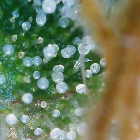 Cinderela 1 growlog timeline photo
