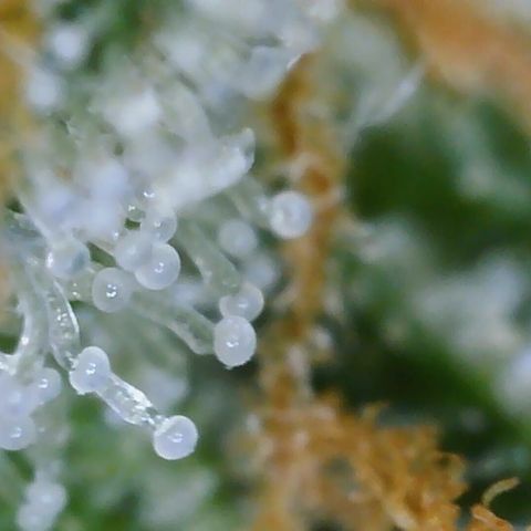 Cinderela 1 growlog timeline photo