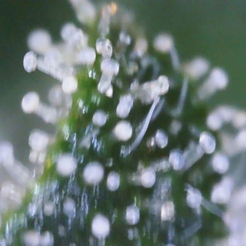 Cinderela 1 growlog timeline photo