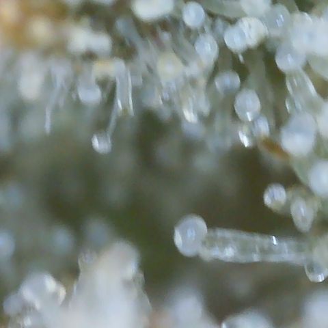 Cinderela 1 growlog timeline photo