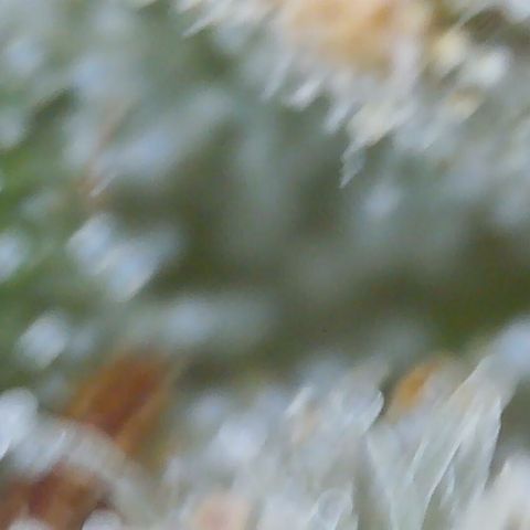 Cinderela 1 growlog timeline photo
