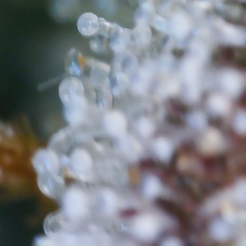 Cinderela 1 growlog timeline photo