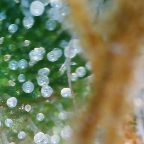 Cinderela 1 growlog timeline photo