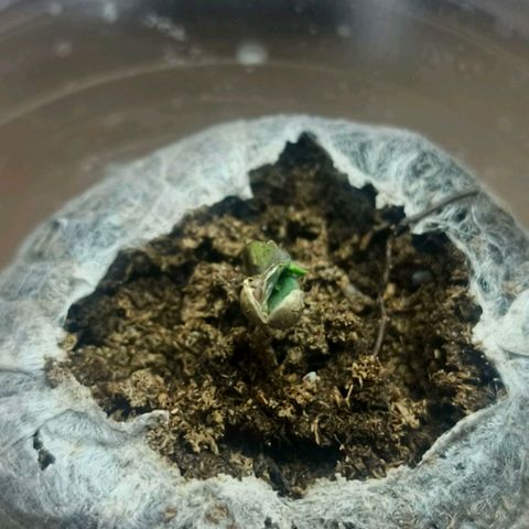Green Poison F1 Fast Version growlog timeline photo