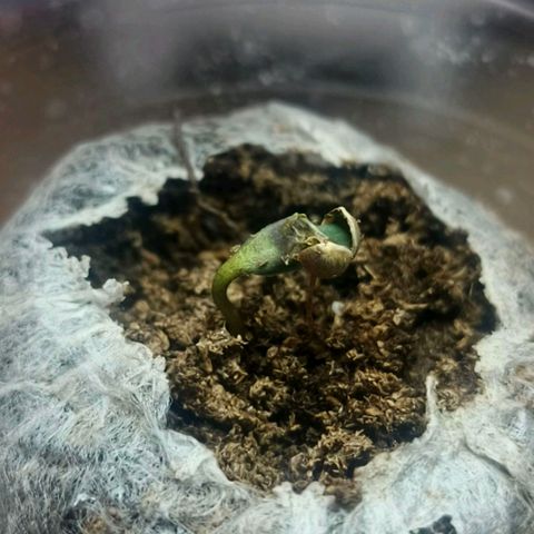 Green Poison F1 Fast Version growlog timeline photo