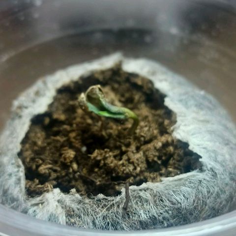 Green Poison F1 Fast Version growlog timeline photo