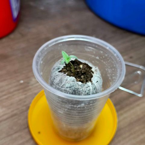 Green Poison F1 Fast Version growlog timeline photo