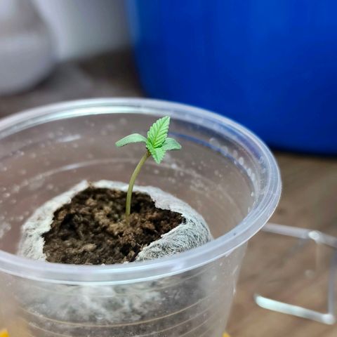 Green Poison F1 Fast Version growlog timeline photo