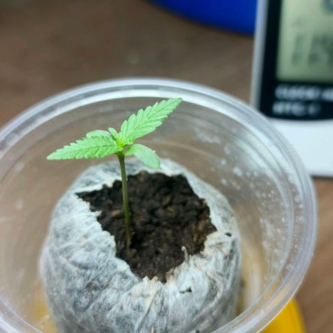 Green Poison F1 Fast Version growlog timeline photo