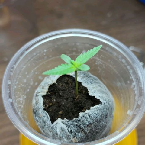 Green Poison F1 Fast Version growlog timeline photo