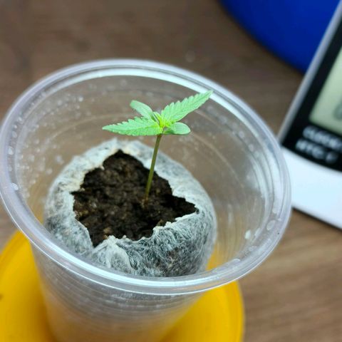 Green Poison F1 Fast Version growlog timeline photo