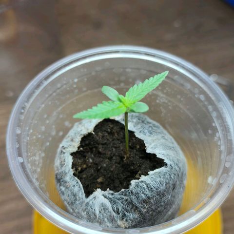 Green Poison F1 Fast Version growlog timeline photo