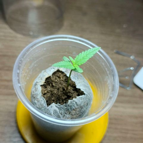 Green Poison F1 Fast Version growlog timeline photo