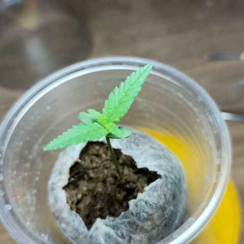 Green Poison F1 Fast Version growlog timeline photo