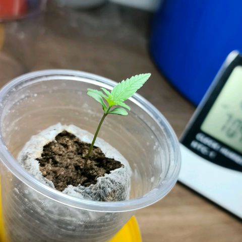 Green Poison F1 Fast Version growlog timeline photo
