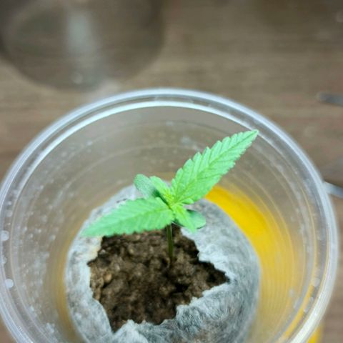 Green Poison F1 Fast Version growlog timeline photo