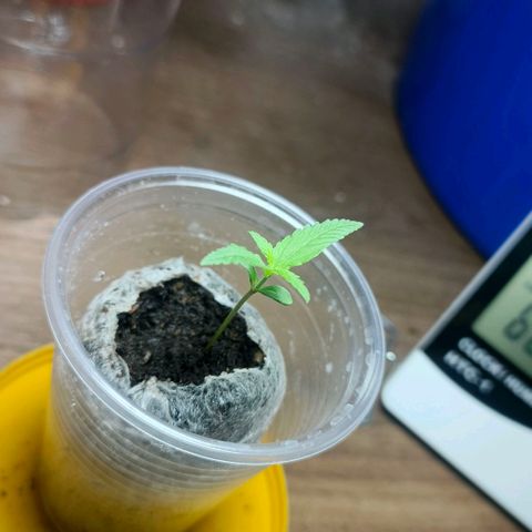Green Poison F1 Fast Version growlog timeline photo