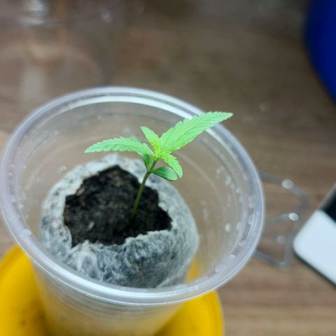 Green Poison F1 Fast Version growlog timeline photo