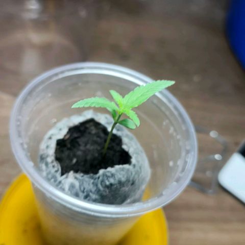 Green Poison F1 Fast Version growlog timeline photo