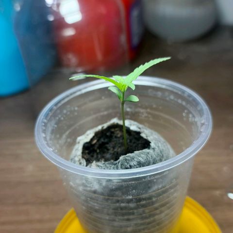 Green Poison F1 Fast Version growlog timeline photo