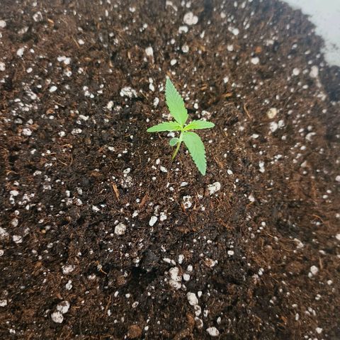 Green Poison F1 Fast Version growlog timeline photo