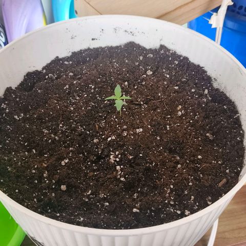 Green Poison F1 Fast Version growlog timeline photo