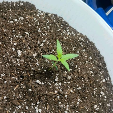 Green Poison F1 Fast Version growlog timeline photo