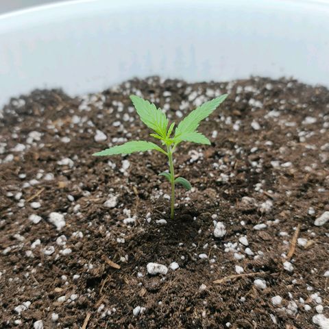 Green Poison F1 Fast Version growlog timeline photo