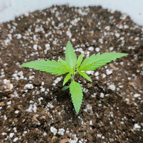 Green Poison F1 Fast Version growlog timeline photo