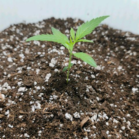 Green Poison F1 Fast Version growlog timeline photo