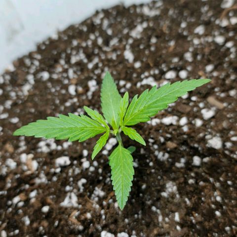 Green Poison F1 Fast Version growlog timeline photo