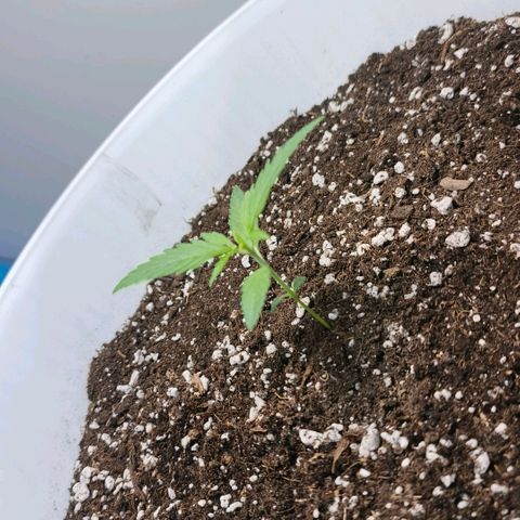 Green Poison F1 Fast Version growlog timeline photo