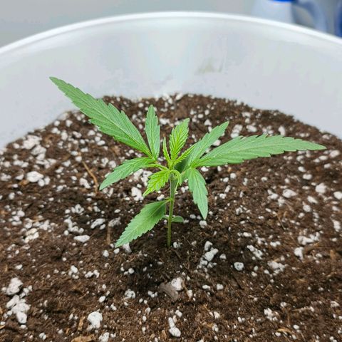Green Poison F1 Fast Version growlog timeline photo