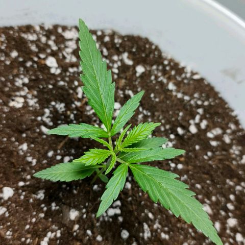 Green Poison F1 Fast Version growlog timeline photo