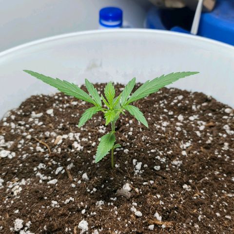 Green Poison F1 Fast Version growlog timeline photo