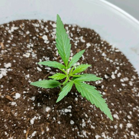 Green Poison F1 Fast Version growlog timeline photo